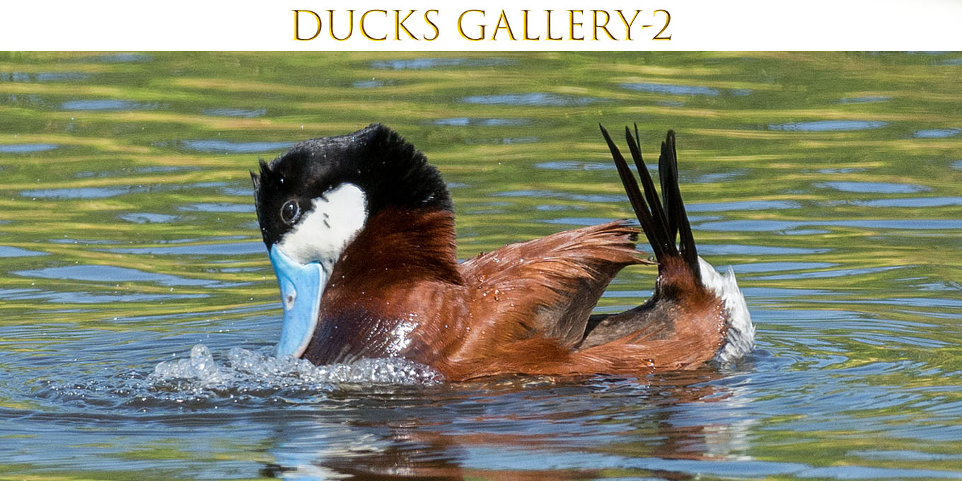 Drake Ruddy Duck Brent Paull's Ducks Gallery